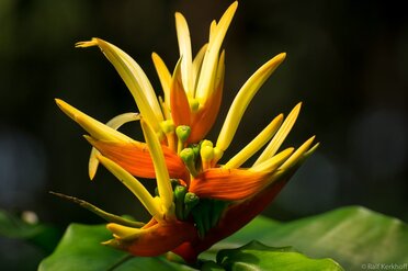 Open