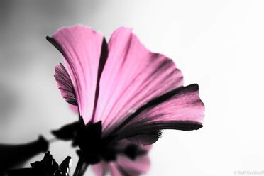 ThePlant