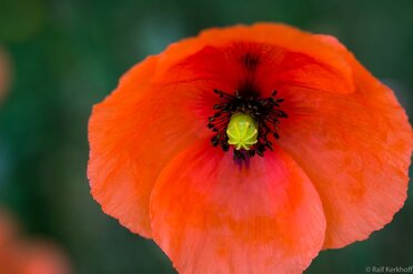 Klatschmohn