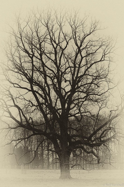The Tree