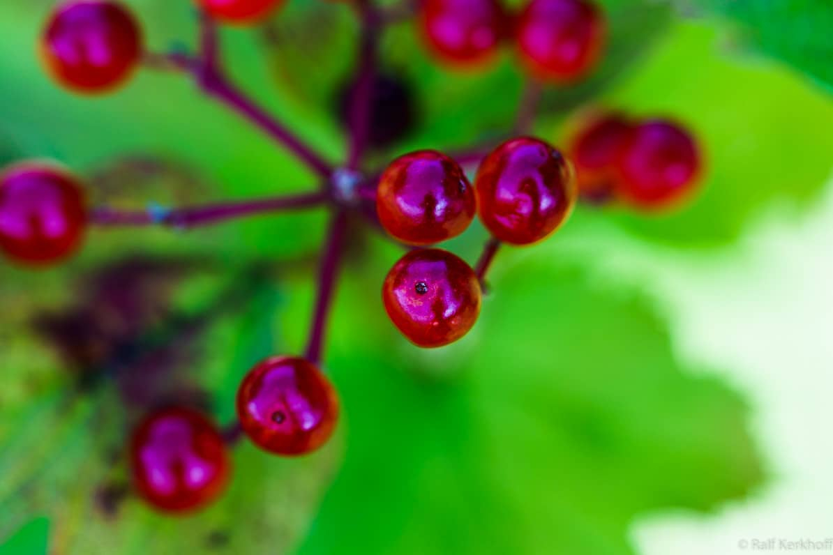 Berries
