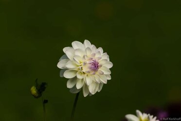Softly