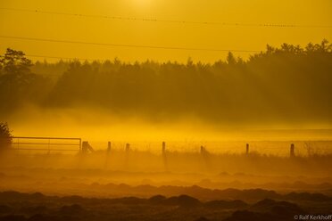 Smoking Fields