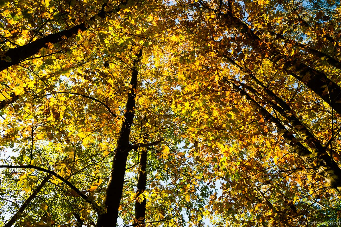 Herbstwald