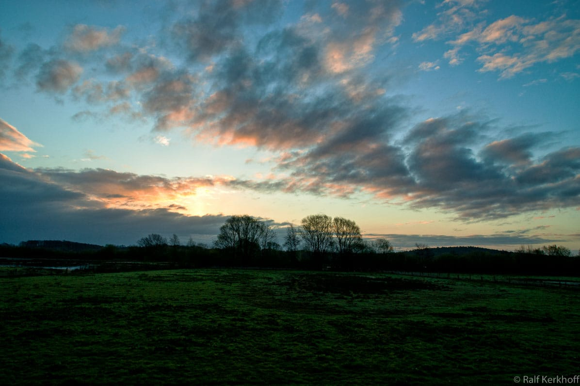 Morning Glory