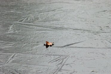 Lonely Leave