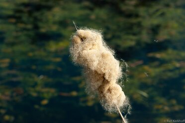 Looks Like Wool