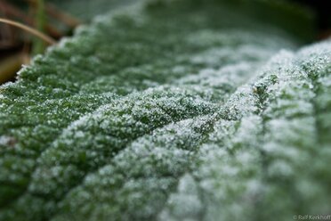 Frost