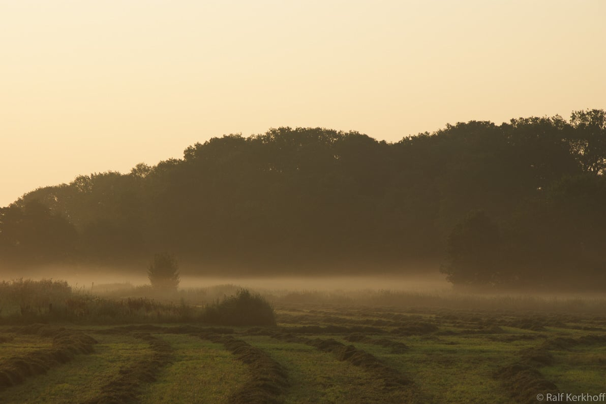 Frühnebel