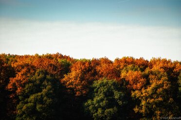 Multicolor