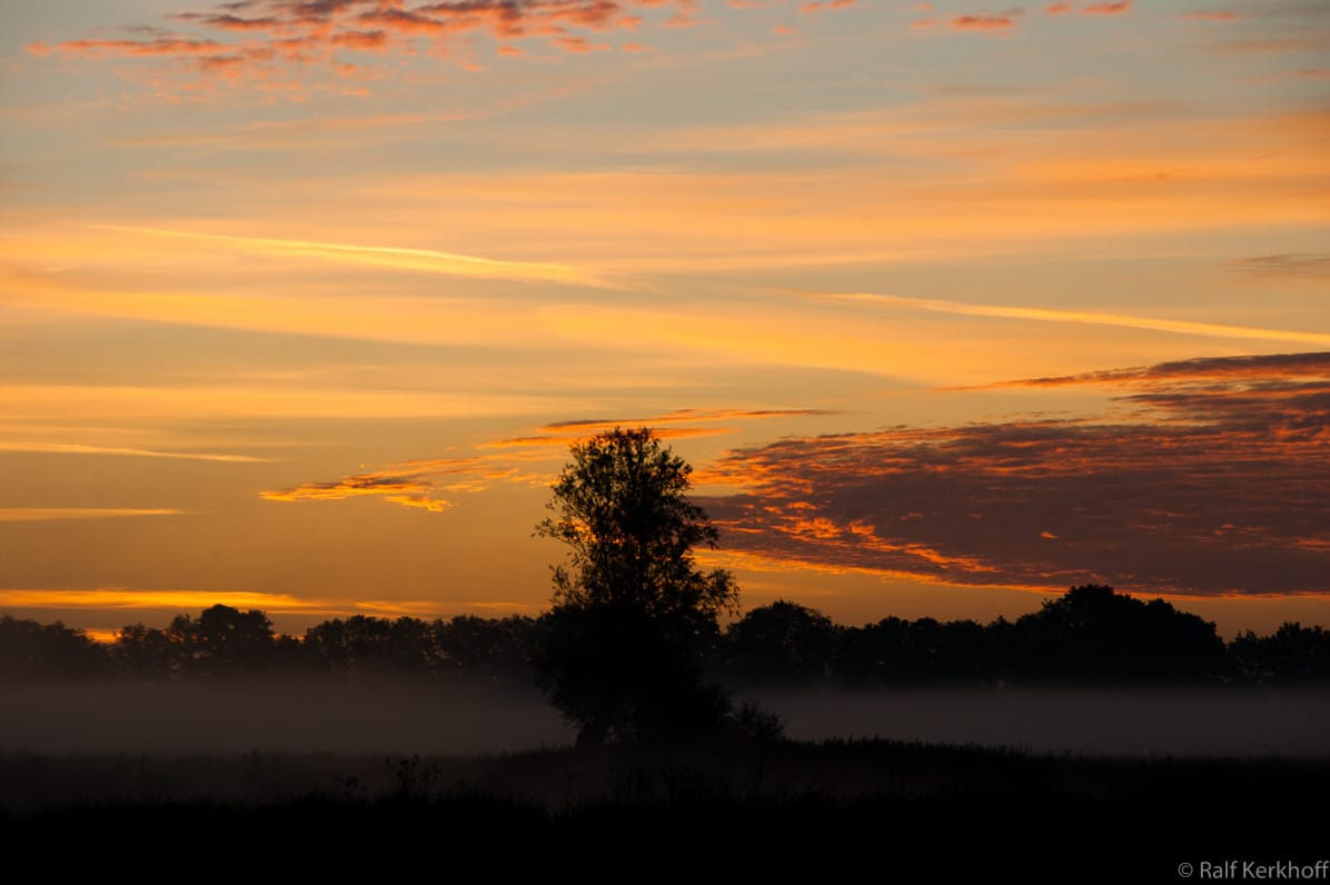 Orange Dreams