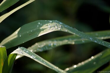 Sommerregen
