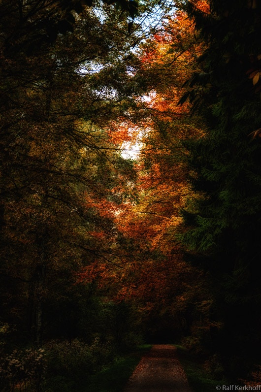 Herbstwald