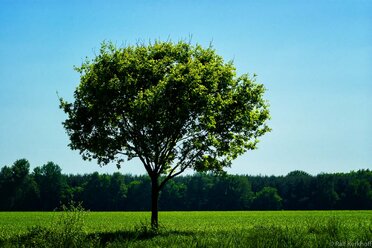 Summer Tree