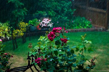 RainyRoses
