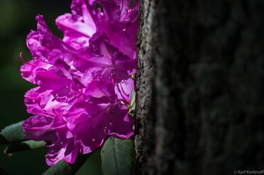 Hidden