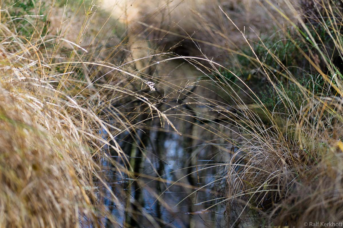 Herbstgras