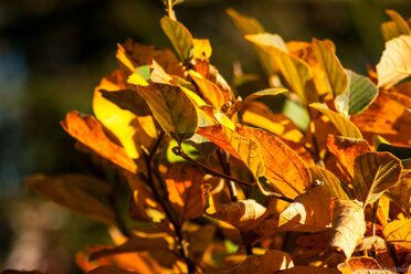 Autumn Glow