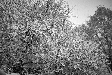 Winter Trees