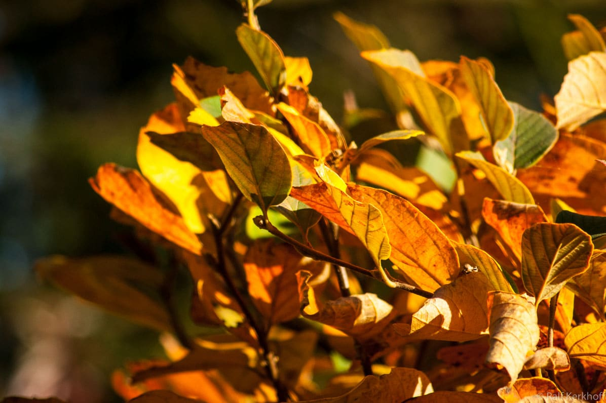 Autumn Glow
