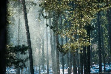 Flakes