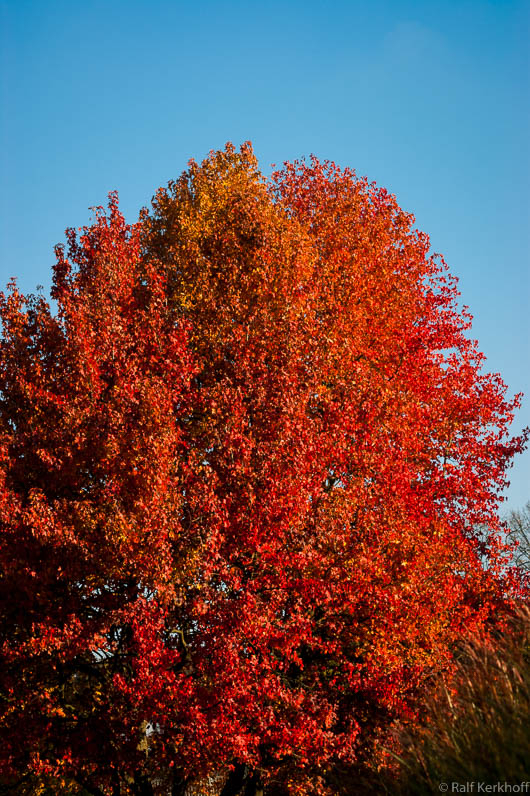 Herbstfeuer