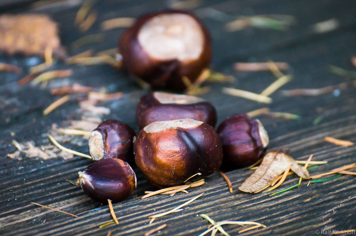 Kastanien