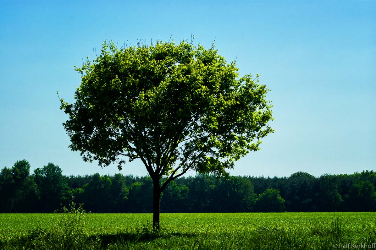 Summer Tree