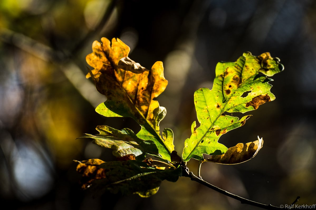 Herbstpracht