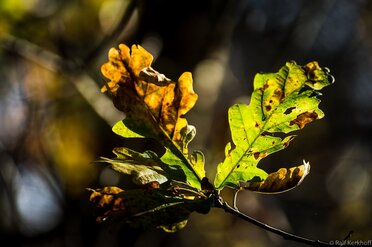 Herbstpracht