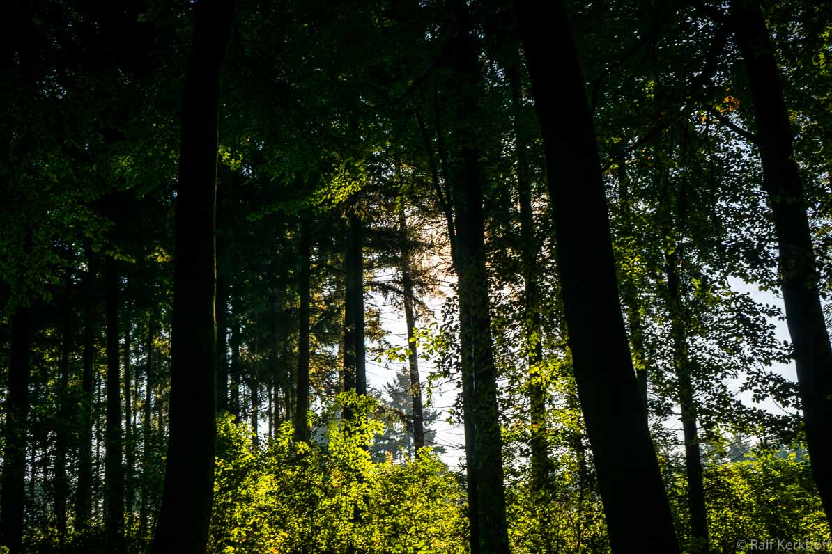 Deep Forest