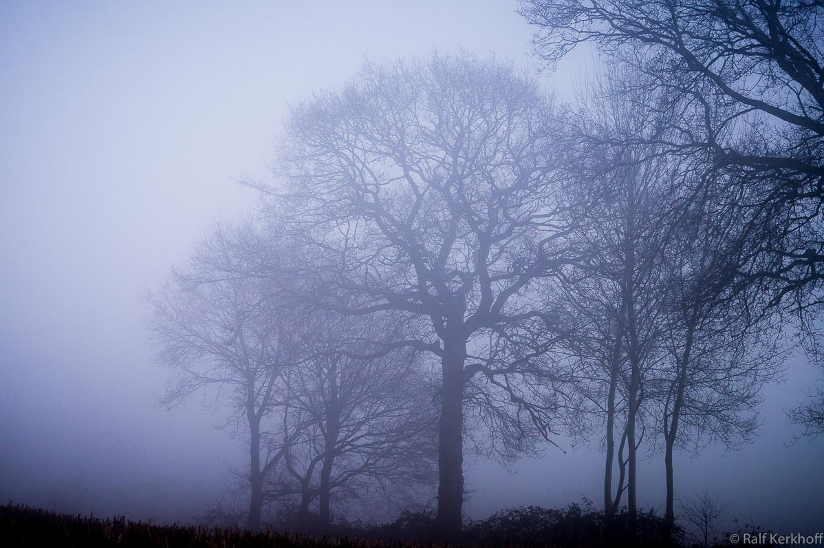 Blauton