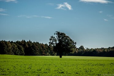 One Tree