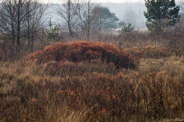 Heide