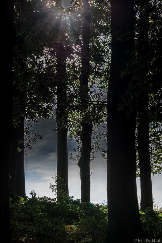 Gegenlicht