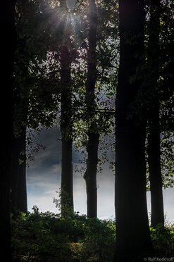 Gegenlicht