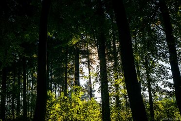 Deep Forest