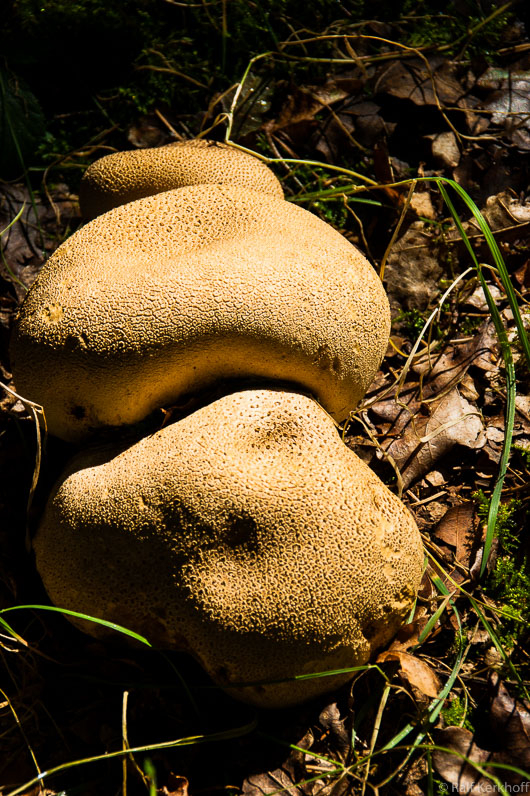 Sommerpilz