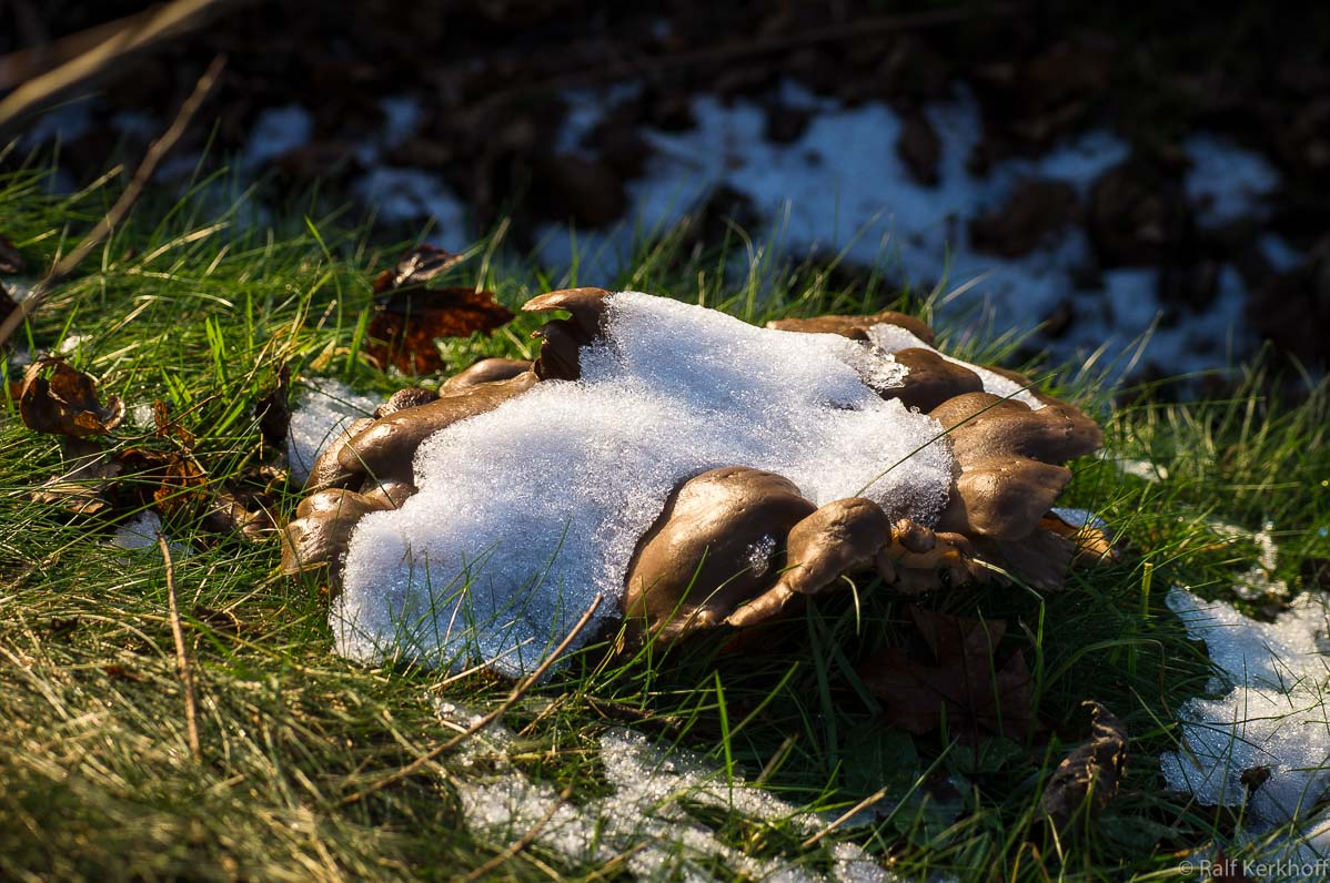 Schneepilz