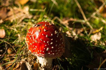 Fliegenpilz