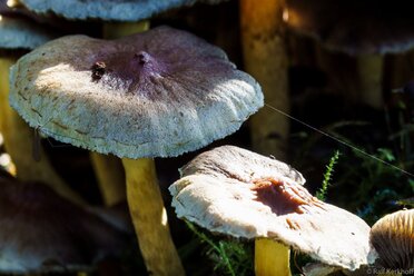 Schnake mit Pilz