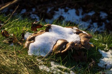 Schneepilz