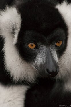 Vari