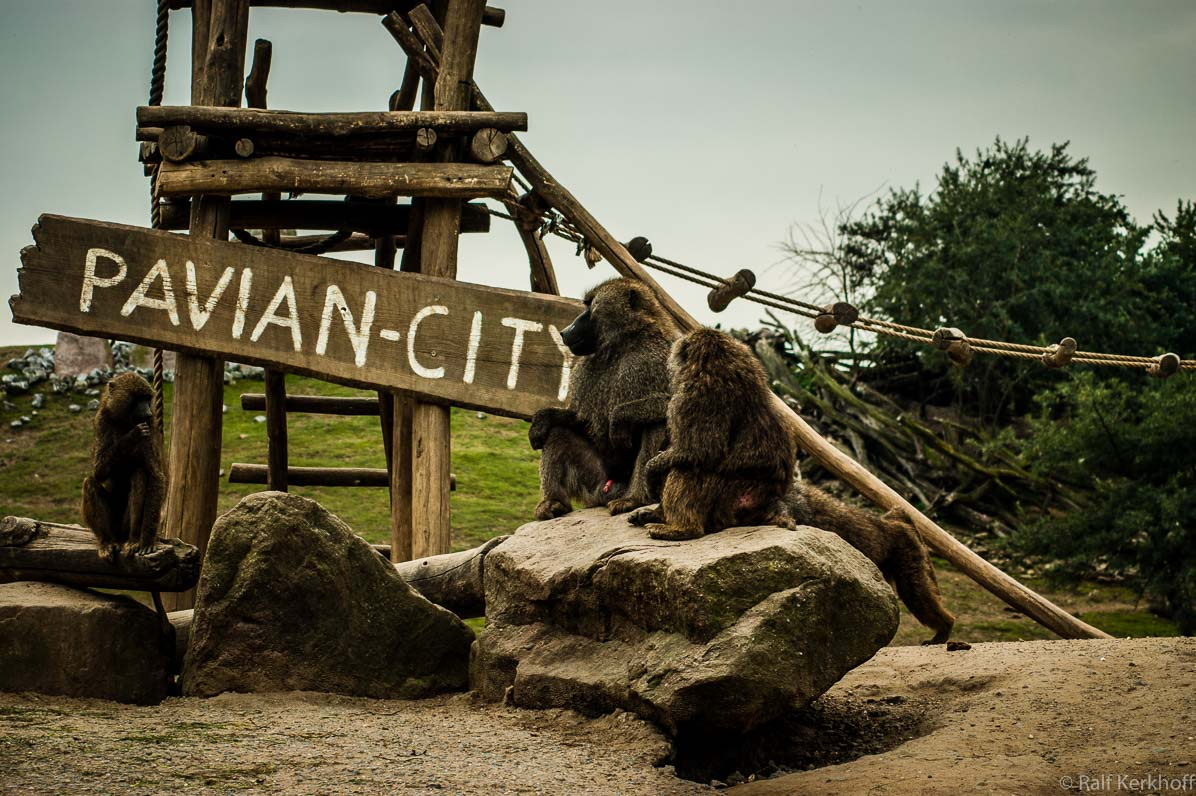 Pavian City