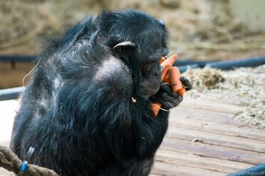 Burgers Zoo