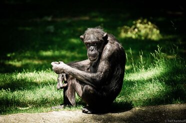 Sit