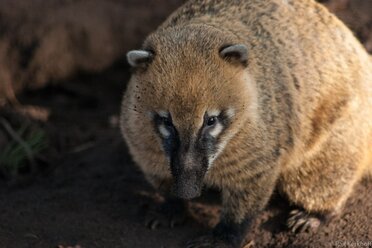 Nasenbär