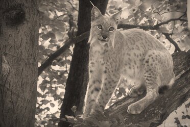On The Tree