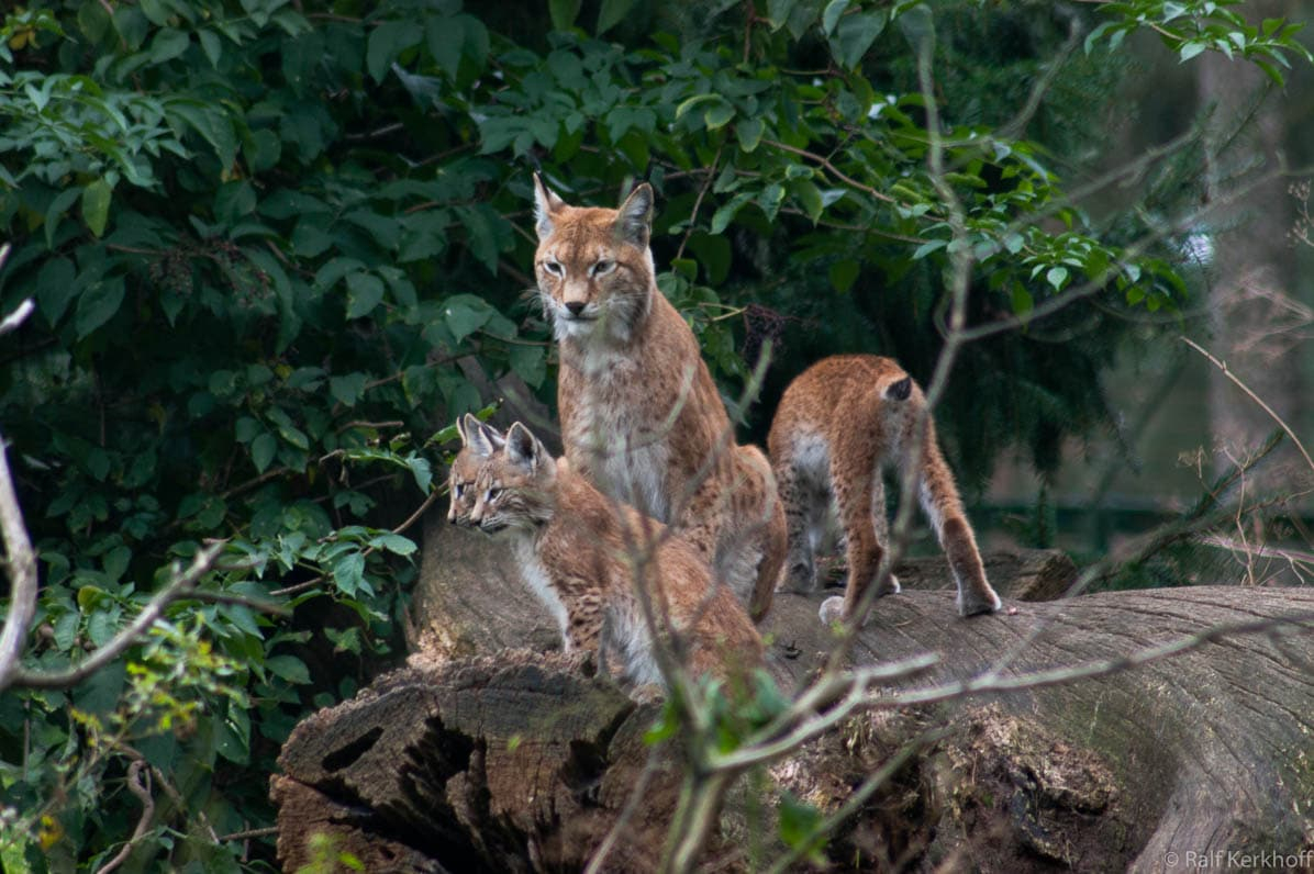 Family