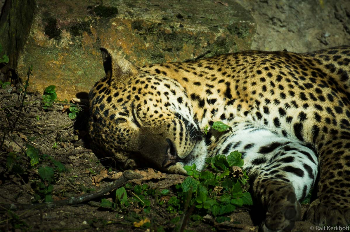 Sleep